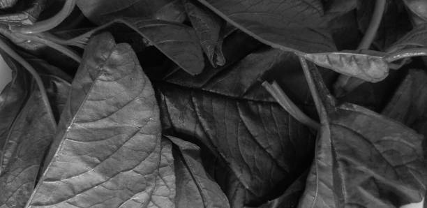 istock Full frame of closeup red cabbage leaves background 1329193406