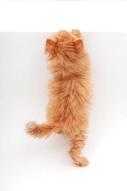 istock Persian kitten trying to climb the wall 1329193675