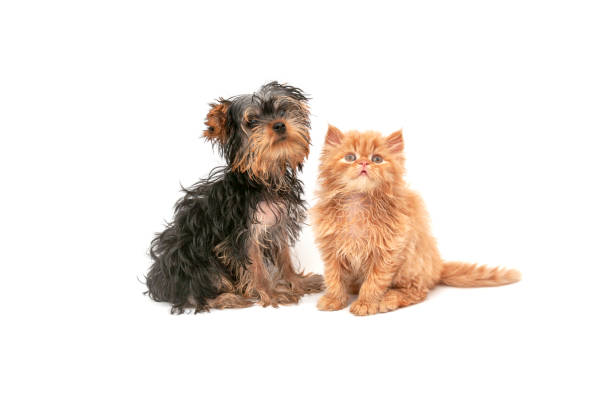 mascotas lavadas. yorkshire terrier y gato persa. - longhair cat fotografías e imágenes de stock