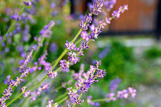 istock Lavender bushes close-up. An image with blurred and sharp lavender flowers 1329196481