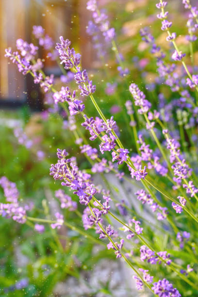 istock Lavender bushes close-up. An image with blurred and sharp lavender flowers 1329196516
