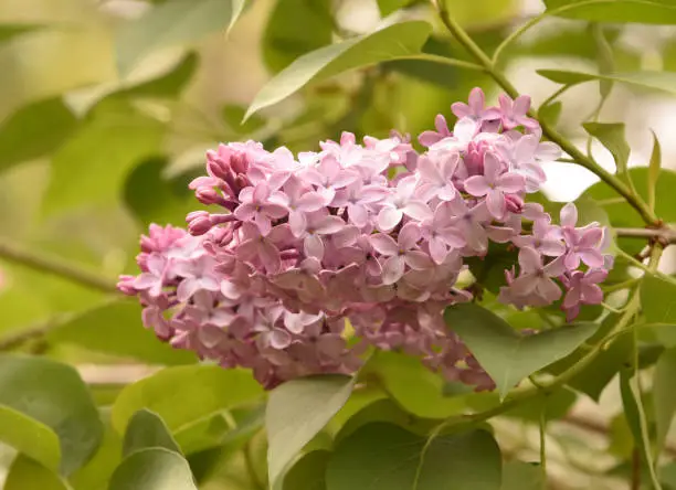 Late spring blossoms on a flowering lilac bush.