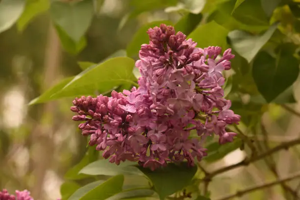 Springtime with a purple lilac bush flowering.