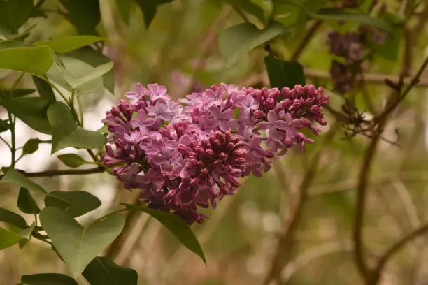 Up close look at a purple lilac bush flowering.