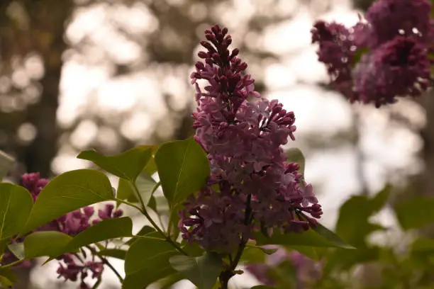 Pretty blooming and flowering purple lilac bush.