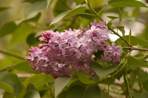 Springtime with pale purple blooming lilacs flowering.