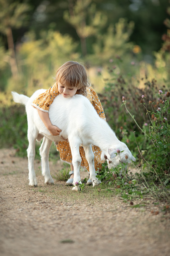 Child cute girl in yellow cotton dress plays and hugs white goat in countryside, summer nature outdoor.Friendship of kid and farm animal. Vertical