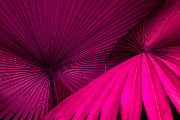 istock tropical leaves, exotic palm foliage, abstract natural pattern, dark nature background, blue and purple toned process. 1329200250