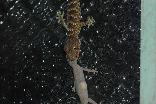 istock Gecko Eating a House Gecko 1329201080