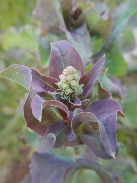 istock Bouquet of lettuce flowers 1329202497