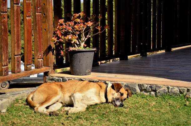 Beautiful large dog lying on the street and smiling. Happy waiting for the master