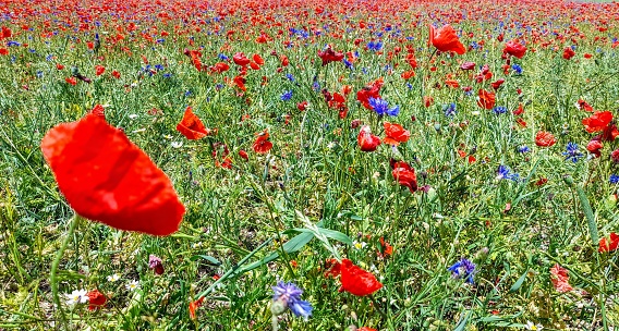 the beauty of a field full of flowers