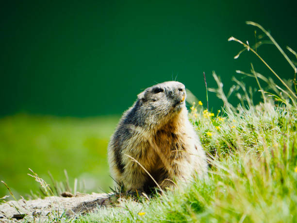 istock The marmot guards its territory in the mountains 1329207558