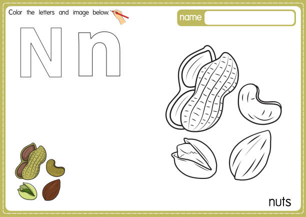 illustrations, cliparts, dessins animés et icônes de illustration vectorielle de la page du livre de coloriage de l’alphabet pour enfants avec une image clipart en couleur. lettre n pour nut. - nutshell