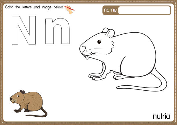 Vector illustration of kids alphabet coloring book page with outlined clip art to color. Letter N for  Nutria. Vector illustration of educational alphabet coloring page with cartoon for kids. Uppercase and lowercase letter for coloring, tracing, writing, do-a-dot, sticker, cut and paste, kids learning page. nutria rodent animal alphabet stock illustrations