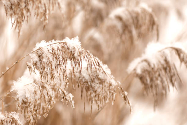 istock Golden reed grass in the snow, pampas grass. Abstract natural background. Beautiful pattern with neutral colors. Minimal, stylish, trend concept. 1329210114