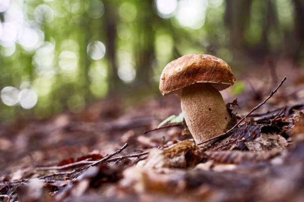 Cep or penny bun mushroom growing in the forest Boletus edulis mushroom growing in the forest porcini mushroom stock pictures, royalty-free photos & images