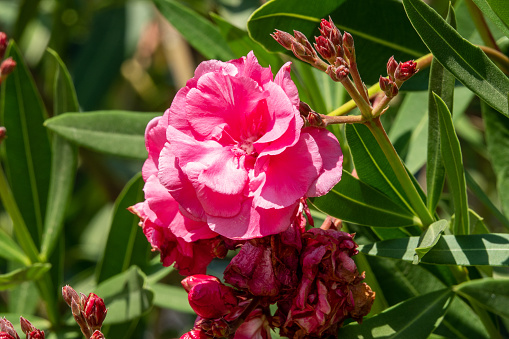 Blooming Pink Nerium Oleander In A Garden