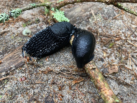 Limax cinereoniger