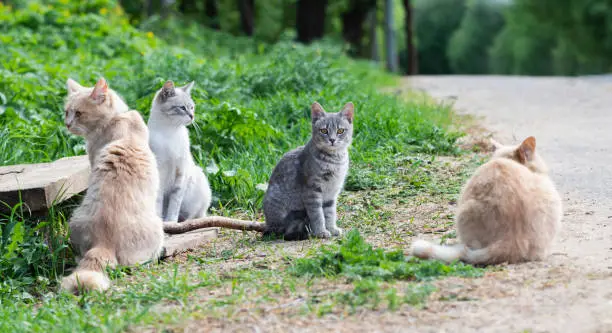 Photo of Stray cats are sitting on the roadside. Adult cats and a gray kitten. Homeless animal.
