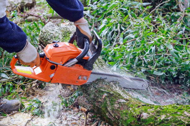 istock Broken the trunk tree after hurricane with worker cutting on the with chainsaw 1329213681