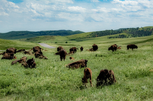 The majestic beauty of buffalo grazing in Custer state park in South Dakota.