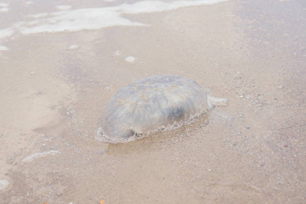 Jellyfish with white foam blue ocean waves on tropical summer sand beach.