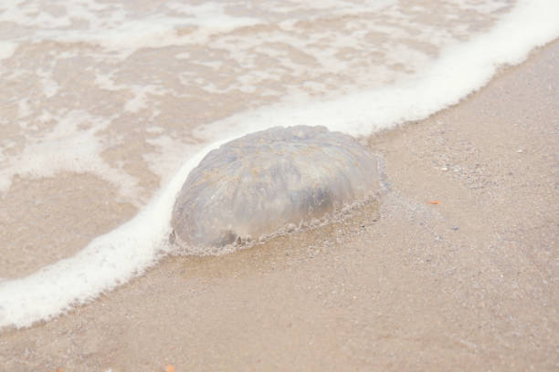 istock Jellyfish with white foam blue ocean waves on tropical summer sand beach. 1329213835