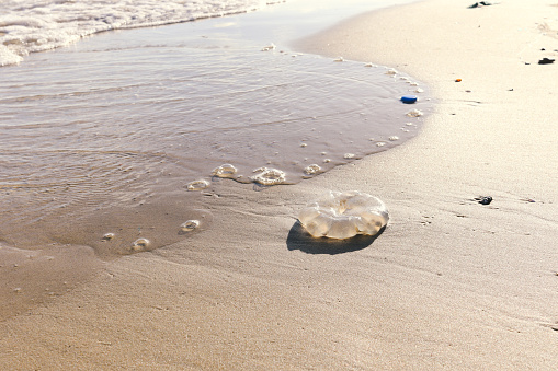 Jellyfish with ocean waves on tropical summer sand beach.