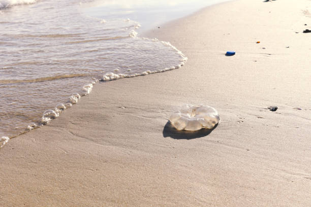 istock Jellyfish with ocean waves on tropical summer sand beach. 1329213859