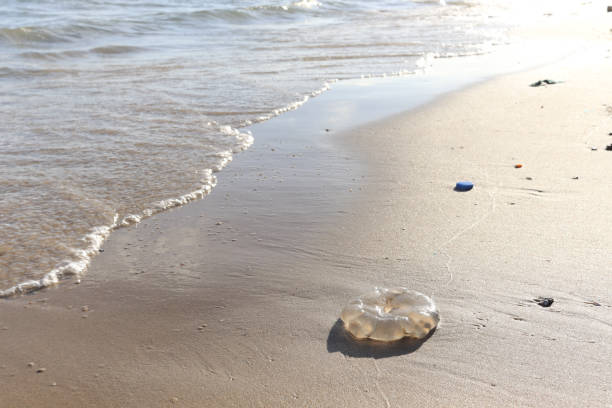 istock Jellyfish with ocean waves on tropical summer sand beach. 1329213863