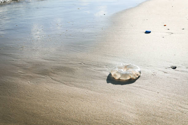 istock Jellyfish with ocean waves on tropical summer sand beach. 1329213866