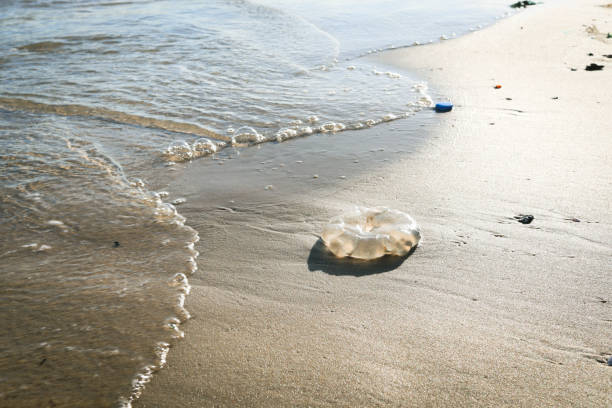 istock Jellyfish with ocean waves on tropical summer sand beach. 1329213905