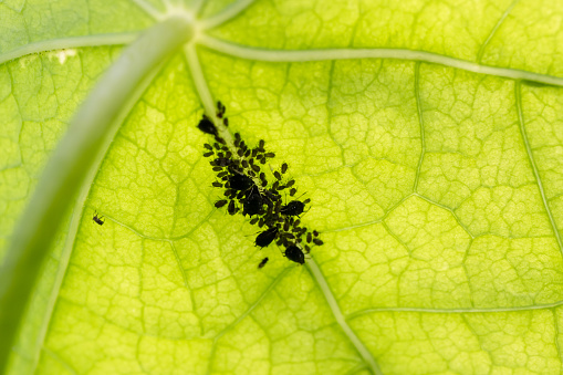 Back  lit  leaf of Indian cress