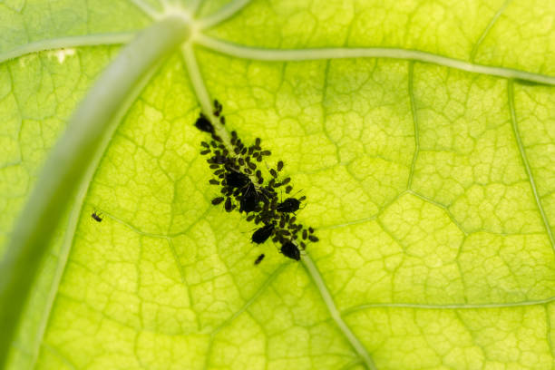 Group of black louse on a Tropaeolum majus leaf Back  lit  leaf of Indian cress aphid stock pictures, royalty-free photos & images