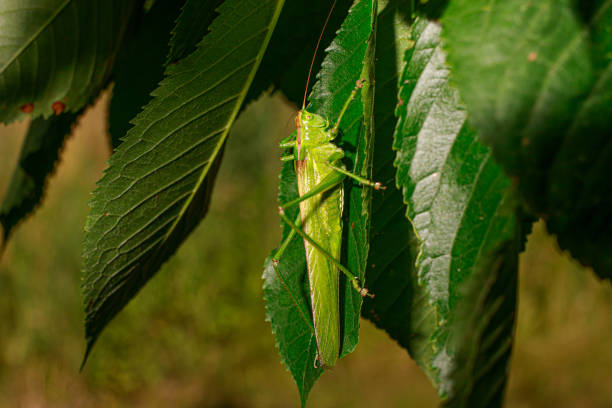 istock A green large real long-tailed grasshopper sits on a tree on the leaves. 1329215863
