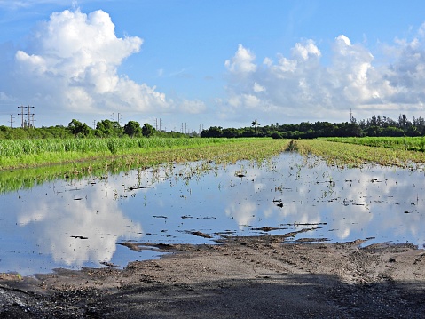 Flooded water fields in Florida