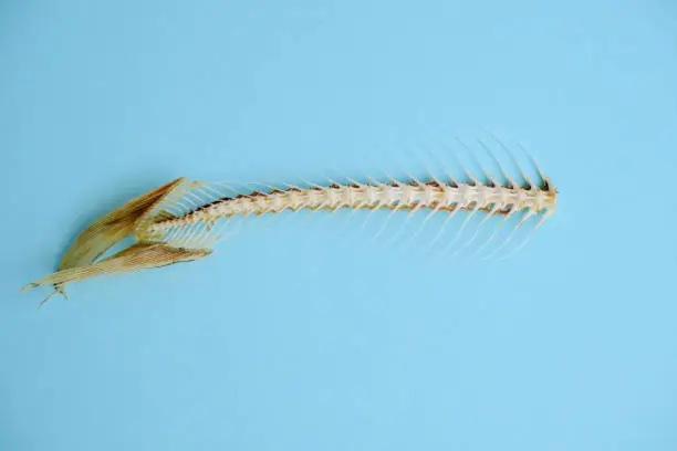 Photo of Fish skeleton, ridge on a blue background.