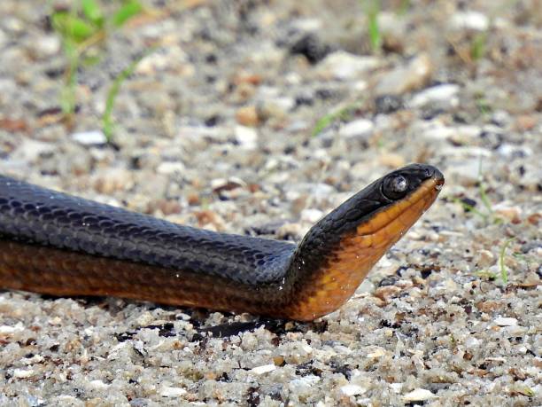 istock Black Swamp Snake (Seminatrix pygaea) close-up 1329217371