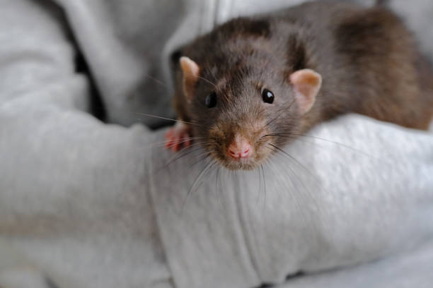 istock A gray rat in a man's arms. 1329218236