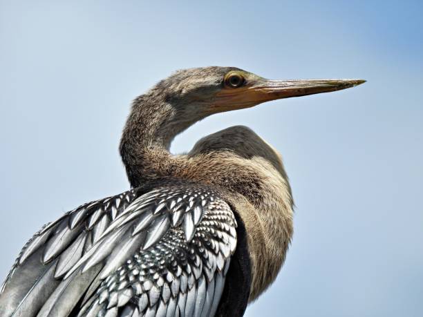 retrato de anhinga (anhinga anhinga) - anhinga fotografías e imágenes de stock