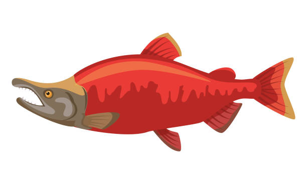 illustrations, cliparts, dessins animés et icônes de poisson de saumon rouge sur fond blanc, fruits de mer. - wild water illustrations