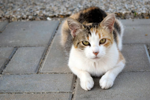 istock Tricolored cat photograph 1329219318