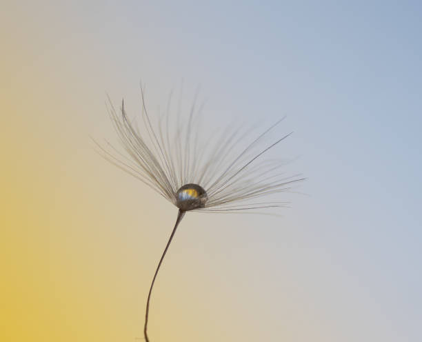 istock Water droplets on Dandelion seed head 1329219365