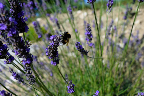 istock Fly siluethe on the lavender photo 1329219615
