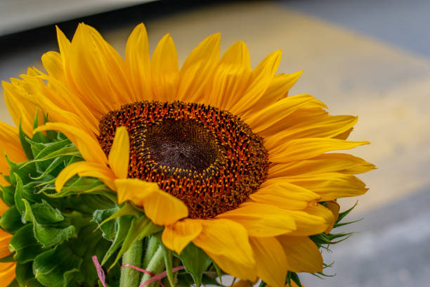 istock Yellow gorgeous sunflower... 1329219659