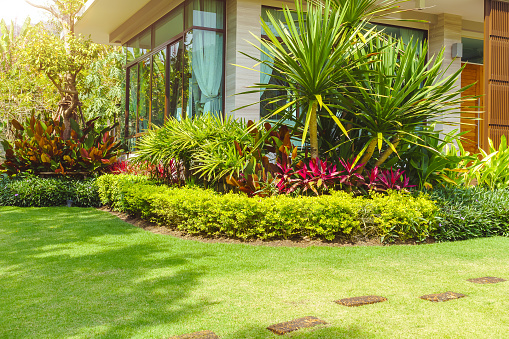 banana trees in the garden of the house