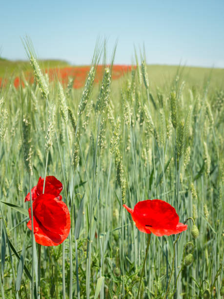 istock Rye with field flowers 1329222258