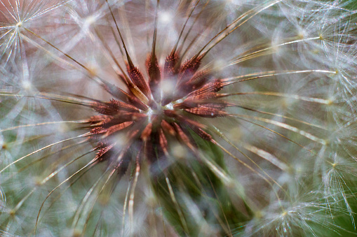 Macro close-up of a dandelion in Marietta, Georgia