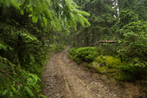 istock Dirt road in european mountain forest 1329224883